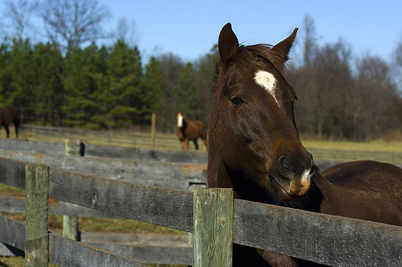 Viriginia Horse