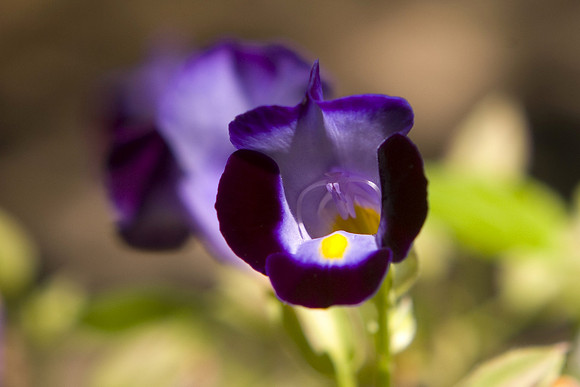 Singing Flower