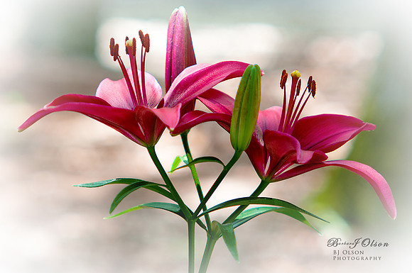 Asiatic Lily Blooms