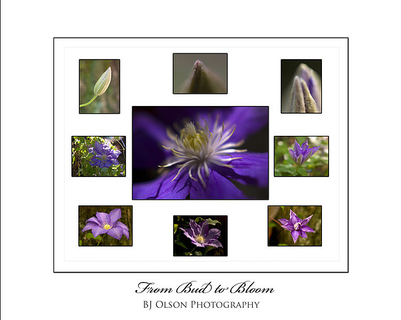 From Bud to Bloom