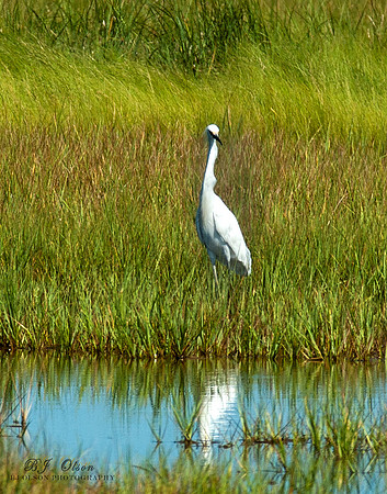 Egret at the Shore
