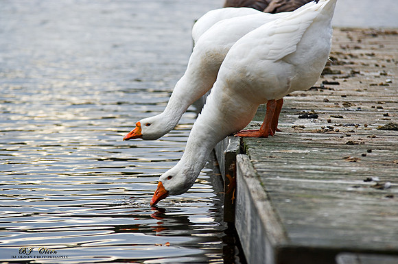 Thirsty Geese