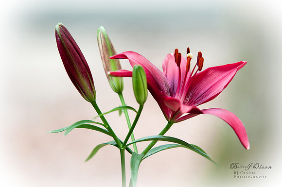 Asiatic Lily in Bloom