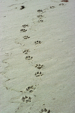 Dog Prints