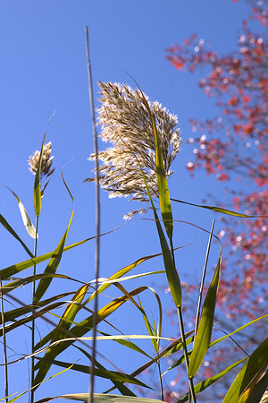 Reed in Fall