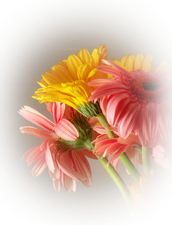 Daisies