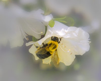 Buzzing Around