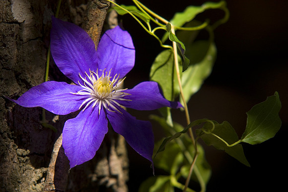 Clematis in the Woods