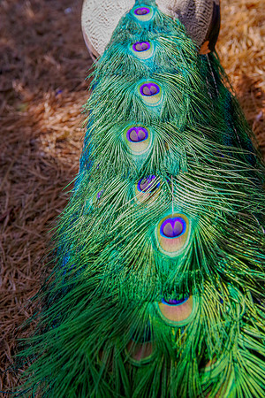 Peacock Tail