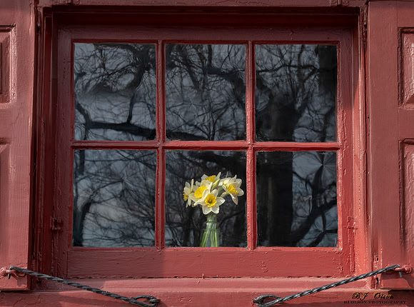 Daffodils in Spring