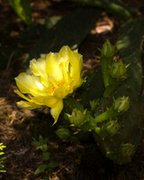Cactus in Bloom