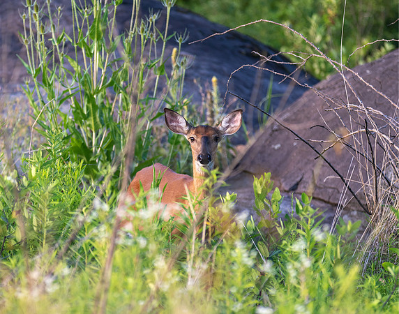 Deer, Oh Deer