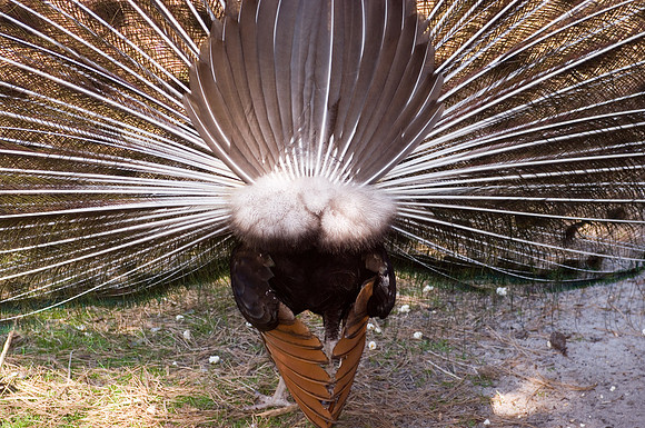 Peacock Strut
