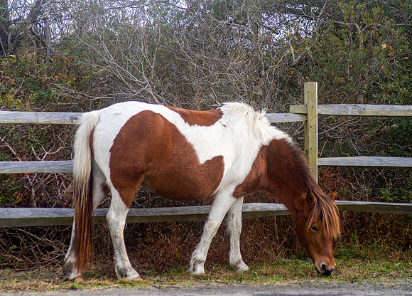 MD.Assateague  Island._IMG5056