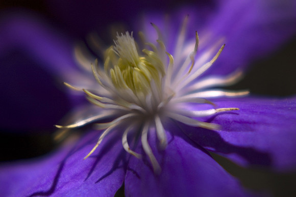 Clematis in Bloom