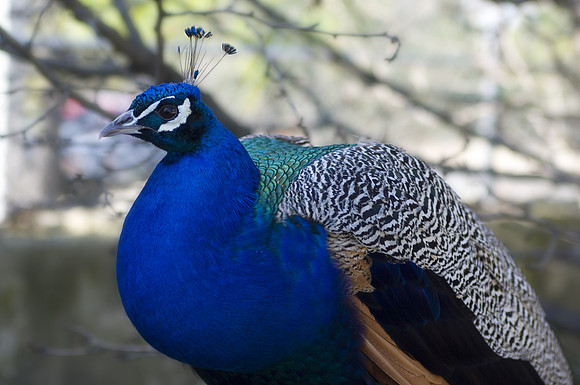 Royal Peacock