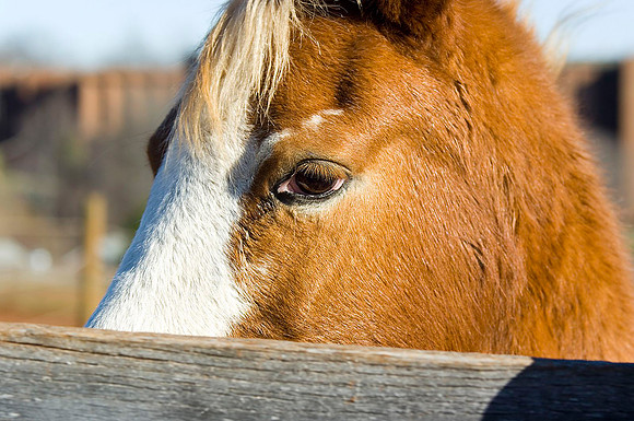 Horsing Around