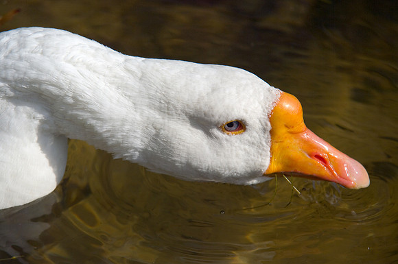 Goose on the Lake