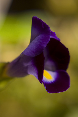 Flower Bell