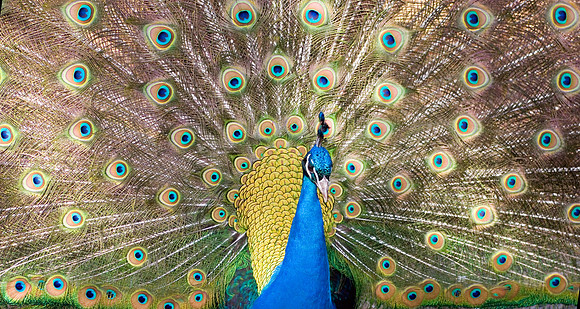 Strutting Peacock