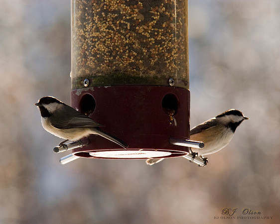 Birds in Winter